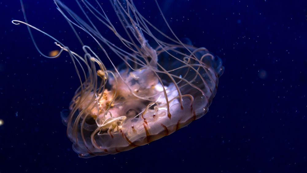 Zoopark Chomutov v prosinci otevře expozici mořských medúz